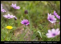 Anemone-coronaria-&-Fritillaria-rhodocanakis